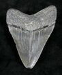 Megalodon Tooth - South Carolina #21252-2